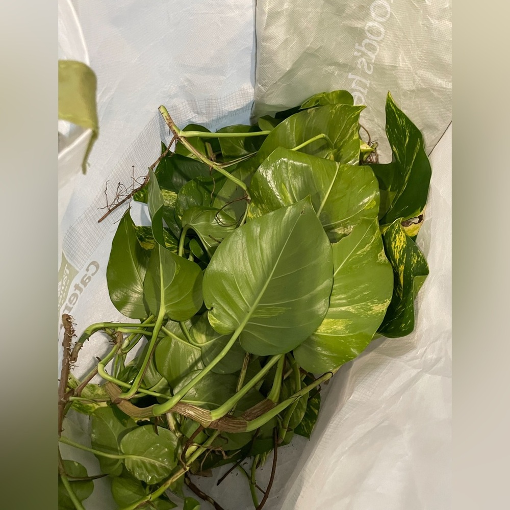 Giant Hawaiian variegated golden pothos plant cuttings - Picture 4 of 13